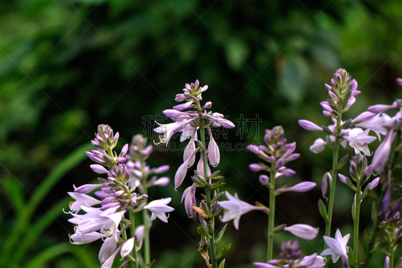 玉簪属植物,栽培植物,美,水平画幅,无人,园艺,夏天,户外,百合花,俄罗斯