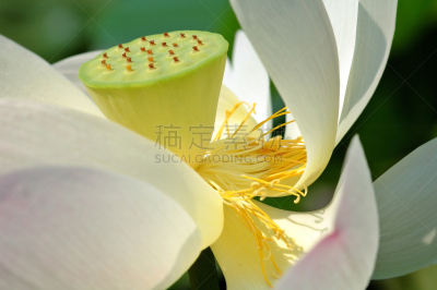 荷花,心型,水,禅宗,水平画幅,睡莲,无人,在边上,夏天,户外