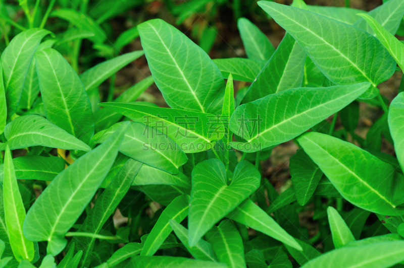 植物群,空心菜,自然,菜园,水平画幅,绿色,枝繁叶茂,无人,有机食品,户外