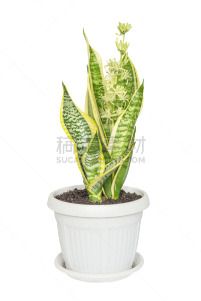 白色背景,虎尾兰,自然,垂直画幅,绿色,无人,房屋,背景分离,室内植物,业余爱好