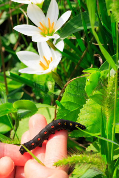 Black caterpillar with red spots in Japan