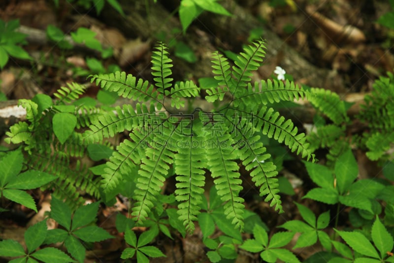 Maidenhair Fern