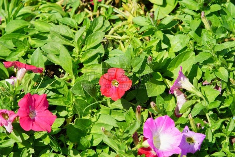 矮牵牛花,紫色,夏天,明亮,清新,花头,绿色,有机食品,野生植物
