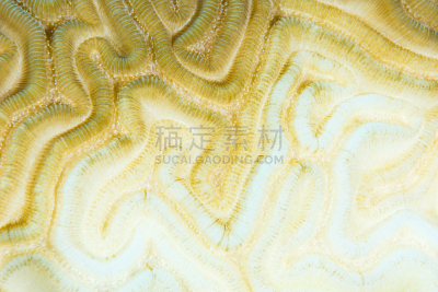 珊瑚,水平画幅,无人,平视角,水下,拆毁的,特写,反差,巴哈马国,山脊