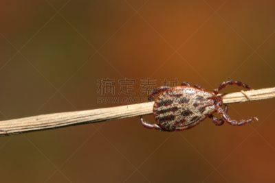蜱,等,脑炎,细菌,水平画幅,危险,脑膜炎,刀刃草,摄影,生病