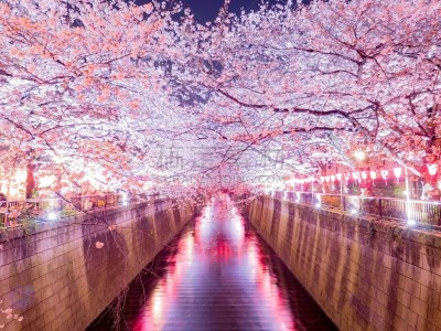 樱桃树,目黑河,当地著名景点,清新,目黒区,自然美,春天,流水,河流,户外