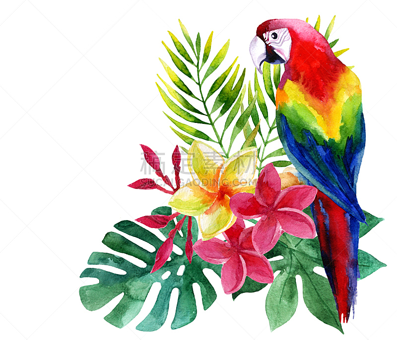 叶子,鹦鹉,水彩画,热带的花,边框,水平画幅,无人,绘画插图,鸟类