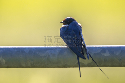 家燕,管道,金属,自然,野生动物,水平画幅,绿色,无人,欧洲,鸟类