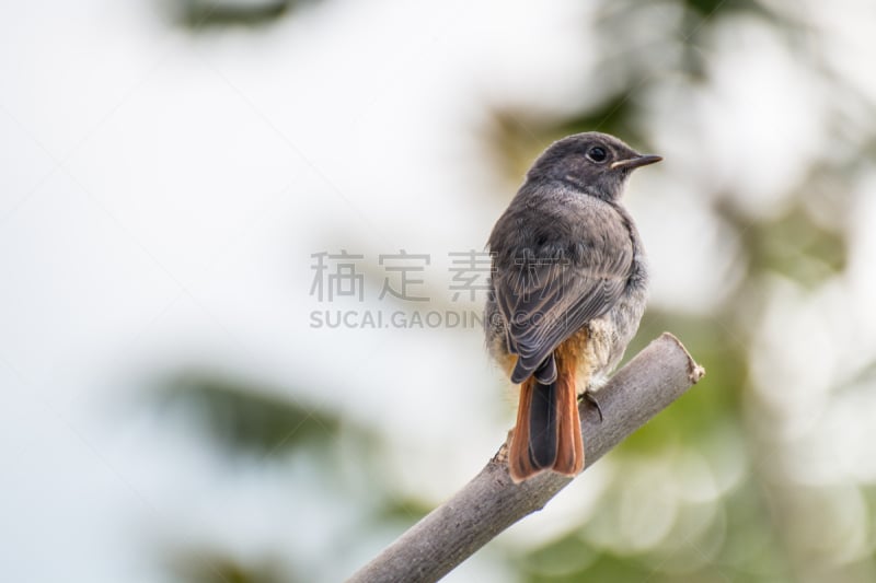 红尾蟒蛇,自然,红色,水平画幅,无人,鸟类,特写,摄影