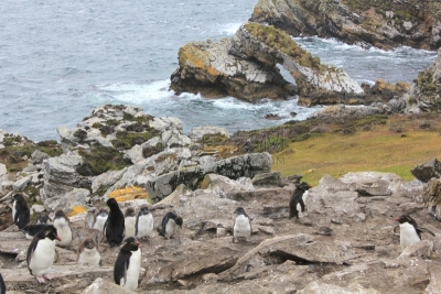 福克兰群岛,企鹅,岩石跳跃企鹅,海岸线,水平画幅,无人,鸟类,不能飞的鸟,户外,水禽