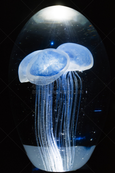 水母,谢德水族馆,马略卡,白日梦,垂直画幅,水,无人,蓝色,海洋生命,西班牙