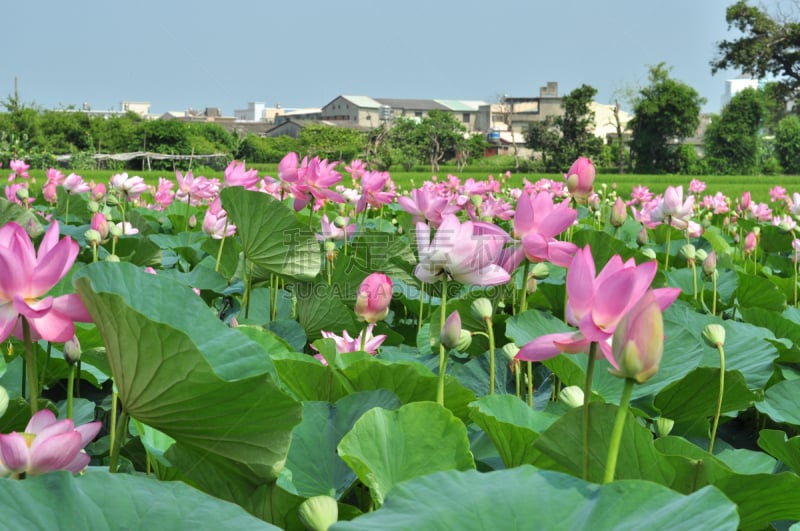 睡莲,池塘,人的眼睛,桨叉架船,名声,水,美,水生植物,水平画幅,夏天