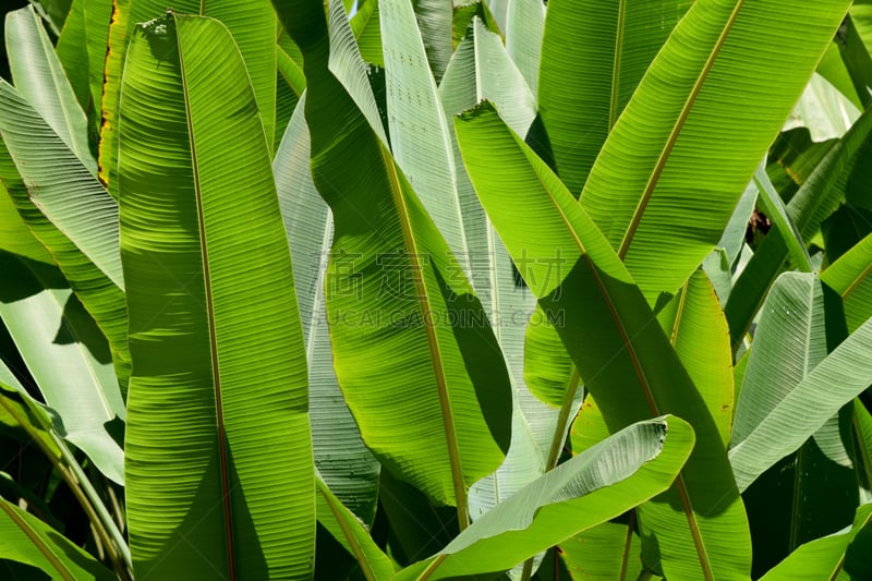 公园,背景,自然,绿色,抽象,香蕉叶,香蕉树,马德拉,热带音乐,活力