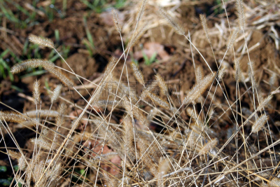 冬小麦,水平画幅,无人,干花,泥土,户外,草,特写,前景聚焦,稻草