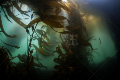 海藻林,giant海藻灰,海洋酸化,温带雨林,小生镜,海藻灰,水平画幅,水肺潜水,无人,水下