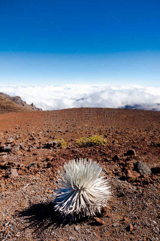 silversword (hawaiian: āhinahina) haleakala volcano maui