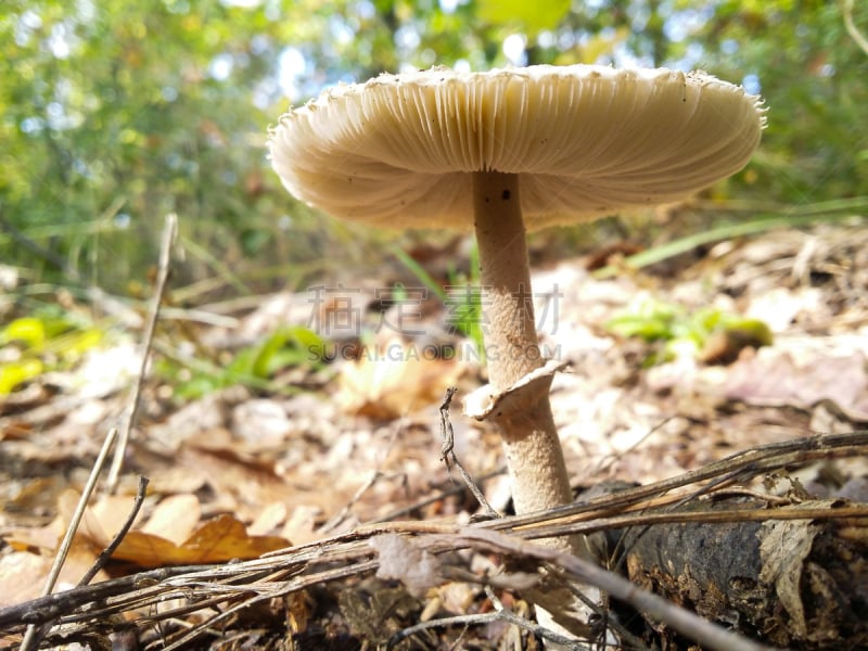 特写,蘑菇,森林,瓷样伞菇,毒蘑菇,褐色,水平画幅,无人,苔藓,夏天