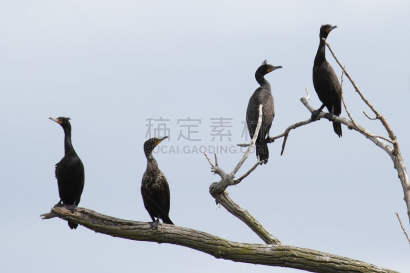 鸬鹚,双排扣,四只动物,自然,野生动物,水平画幅,无人,鸟类,观鸟,野外动物