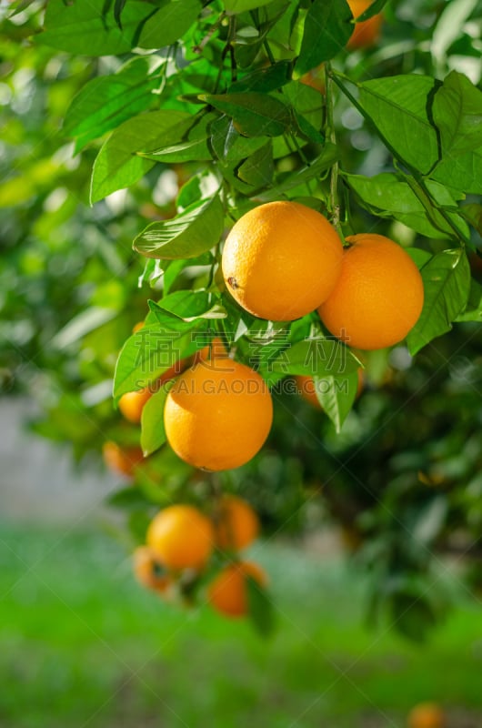 Naranjas en el árbol, madurando lentamente y cogiendo sabor y tamaño para convertirse en una fruta dulce, jugosa y deliciosa.