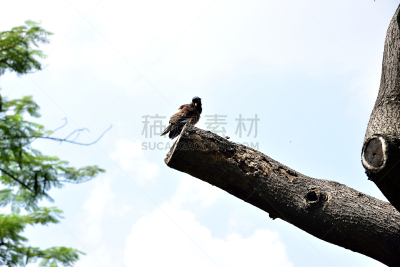 乌鸦,同种二型,杂食动物,水平画幅,智慧,鸟类,黑色,喙,动物,枝
