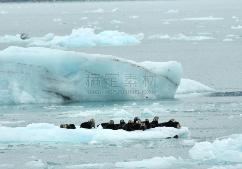 海獭,columbia glacier,水平画幅,冰河,瓦尔迪兹,无人,冰,海洋,瓦代兹,水獭