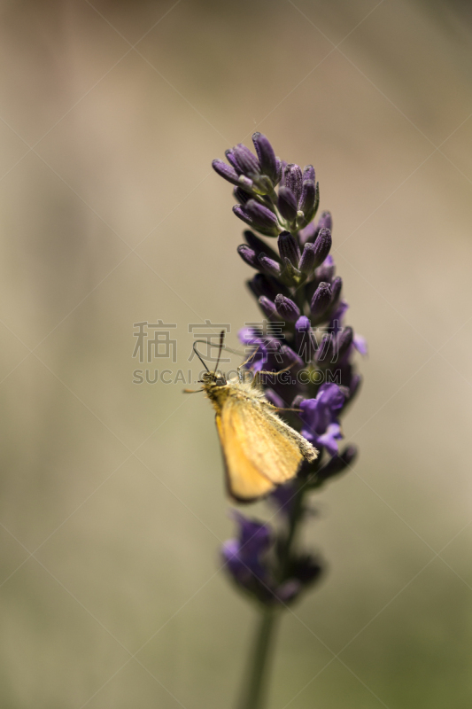 熏衣草,特写,仅一朵花,背景聚焦,大白蝴蝶,纤细的,薰衣草色,复杂,垂直画幅,选择对焦