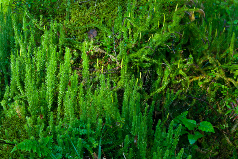 狼,特写,伸筋草,欧洲赤松,石松科,维管束,孢子,水平画幅,生物,无人