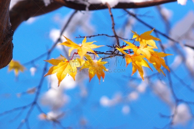 秋天,粉末状雪,舞蹈,水平画幅,雪,无人,葡萄树枫木,户外,北海道,镜头眩光