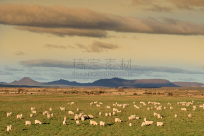 安哥拉山羊,天空,水平画幅,枝繁叶茂,无人,户外,草,哺乳纲,田地,大农场