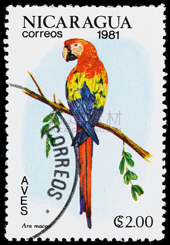 尼加拉瓜,猩红色金刚鹦鹉,美洲,邮戳,垂直画幅,大特写,特写,动物