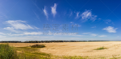 天空,田地,卷云,在上面,农业,蔬菜,风,环境,云,熟的