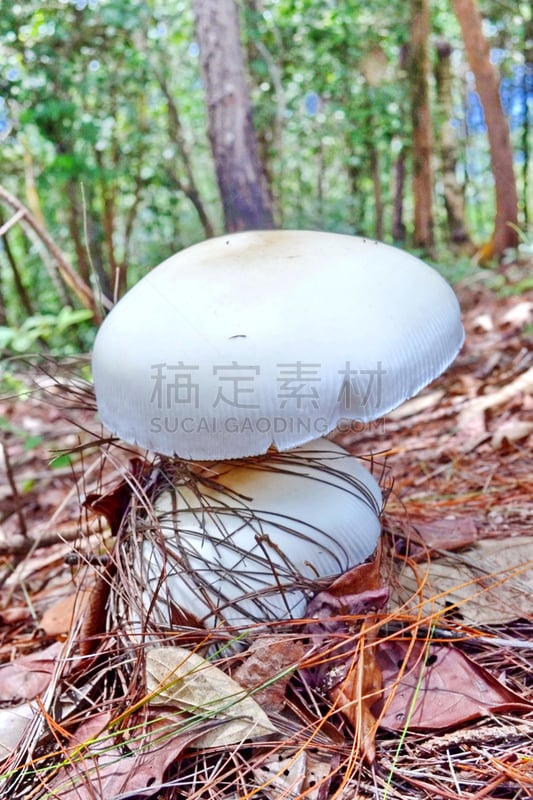 蘑菇,光,雨林,垂直画幅,生食,瓷样伞菇,组物体,户外,特写,树林