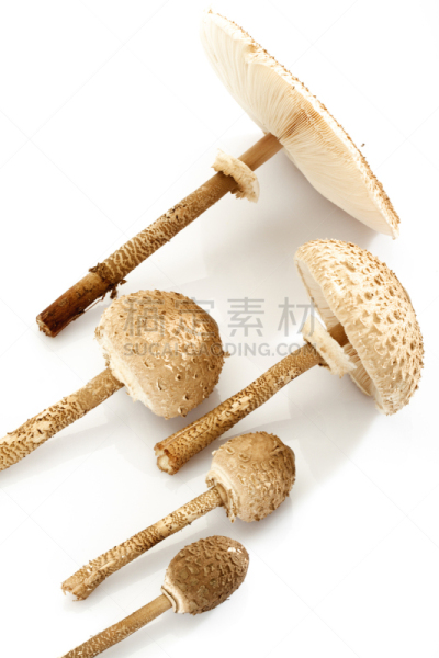蘑菇,雨伞菇,垂直画幅,秋天,无人,白色背景,背景分离,食用菌,室内,2015年