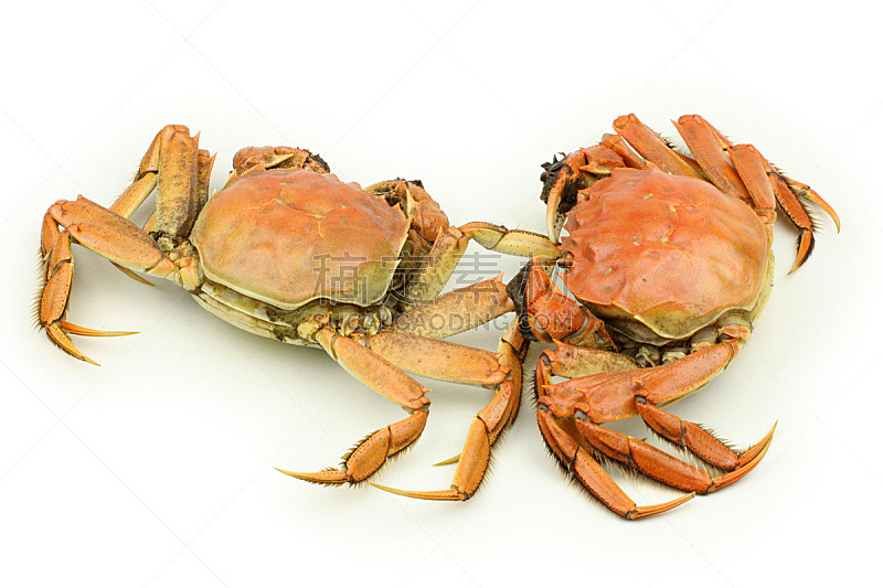 螃蟹,两个物体,淡水蟹,水平画幅,海产,动物身体部位,户外,生物学,海洋,肉
