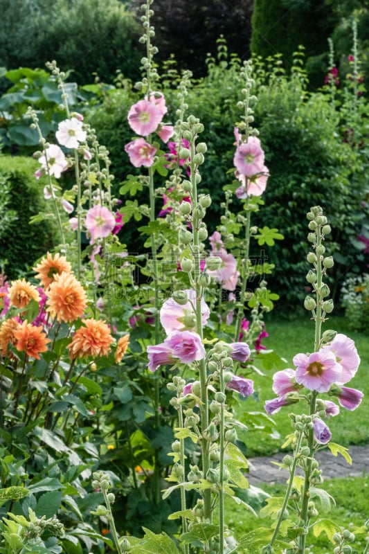 Colorful flower garden in summer. Photograph taken in July in Sonthofen, Allgäu, Germany.