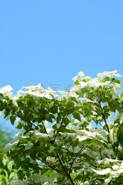 开花的山茱萸,垂直画幅,六月,无人,园艺,夏天,户外,特写,箭木,白色