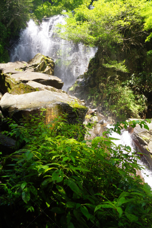 箱根湿地植物园,箱根园,富士箱根伊豆国立公园,自然,垂直画幅,水,美,瀑布,无人,户外