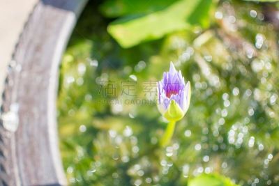 荷花,紫色,水,美,水平画幅,无人,夏天,特写,泰国,明亮