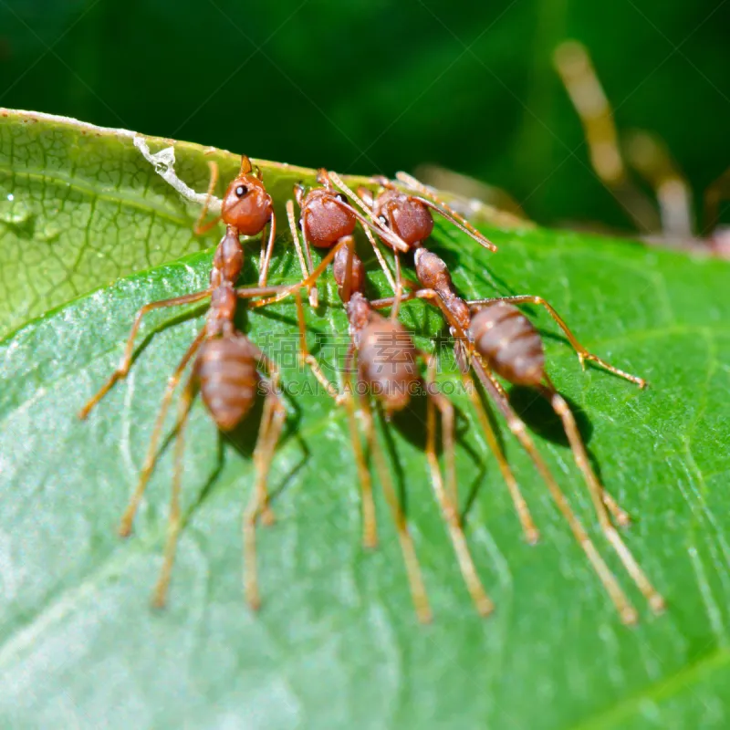 织工蚁 昆虫群 枝繁叶茂 蚂蚁 动物身体部位 特写 动物主题 彩色图片 热带气候 四肢图片素材下载 稿定素材