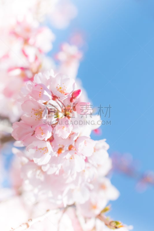 垂枝樱花,垂直画幅,里山,樱花,无人,户外,特写,明亮,植物,万里无云