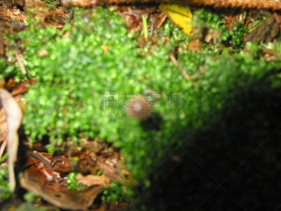 2002,石勒苏益格-荷尔斯泰因,水平画幅,水果,秋天,无人,植物,种子,叶子,季节