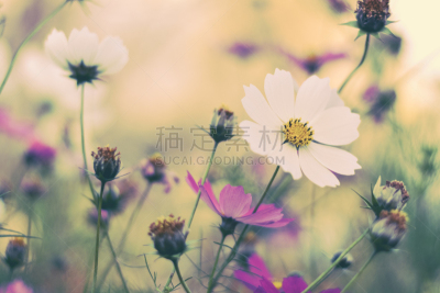 草地,白色,白昼,粉色,母亲节,大波斯菊,田地,背景,夏天,日光