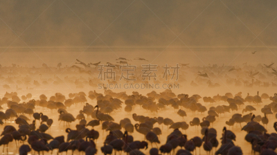 肯尼亚,湖,火烈鸟,动物群,埃尔门特塔湖,柏哥利亚湖,小火烈鸟,纳库鲁湖,自然,水平画幅