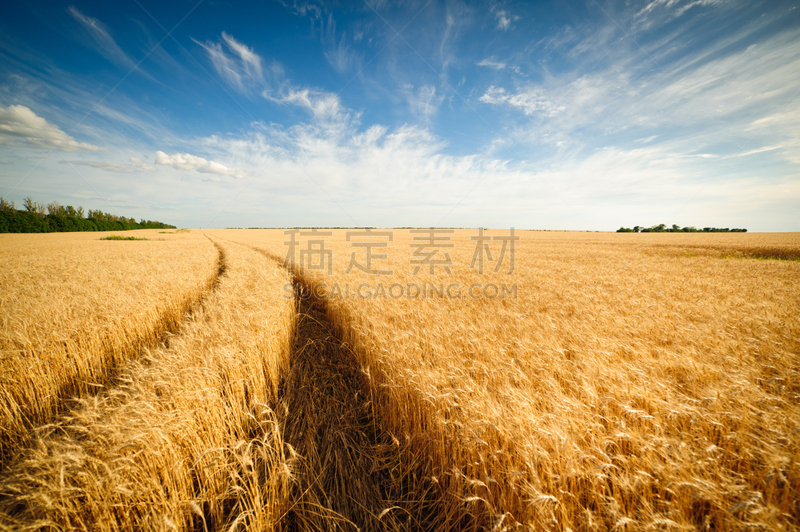 天空,田地,金色,蓝色,小麦,背景,美,水平画幅,夏天,户外