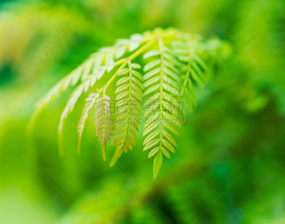 自然,背景,紫薇科树,美,水平画幅,绿色,无人,户外,特写,自然美