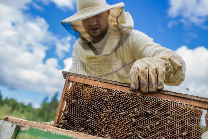 蜜蜂,蜂箱,beekeeper,草地,水平画幅,夏天,户外,蜂蜜,蜂王,过时的