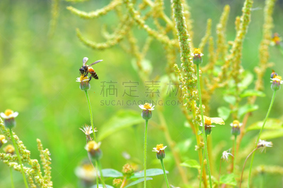 蜜蜂,俄亥俄河,杀虫剂,动物身体部位,夏天,两翼昆虫,农作物,白色,毛绒绒,花粉