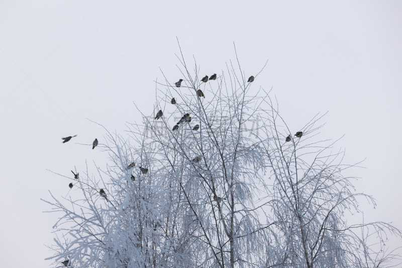 一群鸟,白昼,寒冷,空的,野生动物,北欧鸫,霜,雪,北美歌雀,连雀