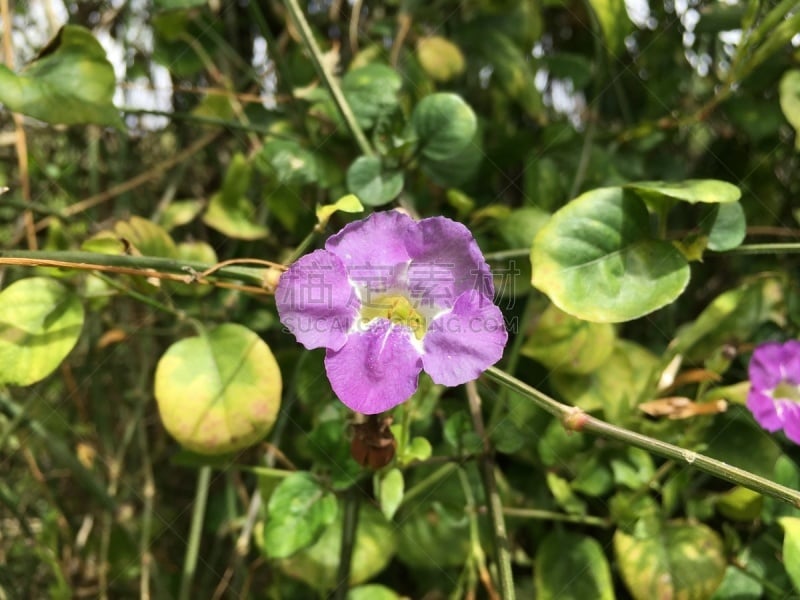 考艾岛,夏威夷,花朵,外米亚峡谷,植物群,太平洋岛屿,图像,美国,花头,无人