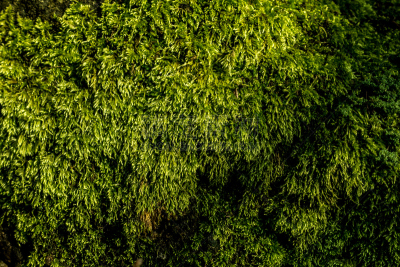 自然,苔藓,绿色,毛皮蟒蛇,绿霉病,地衣,式样,毛皮,水平画幅,无人